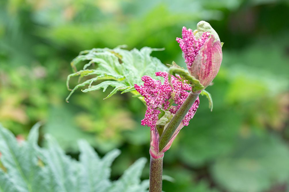 Rheum officinale