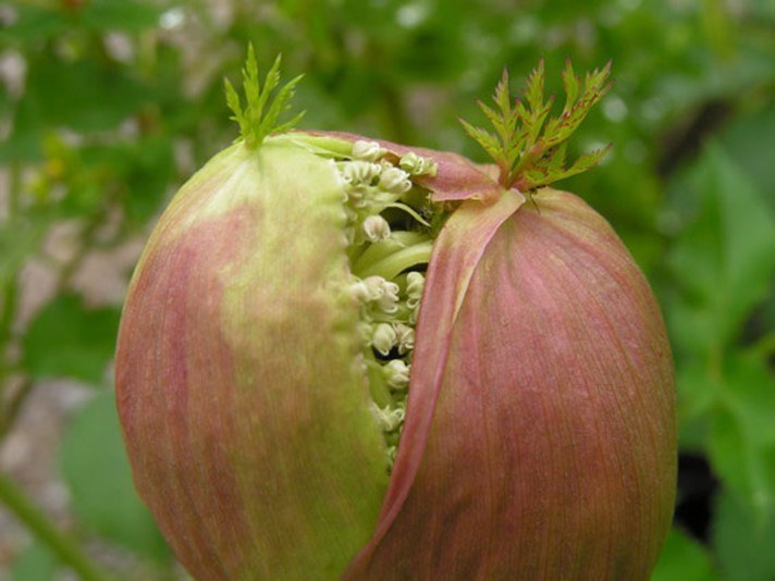 Knospe Angelica archangelica