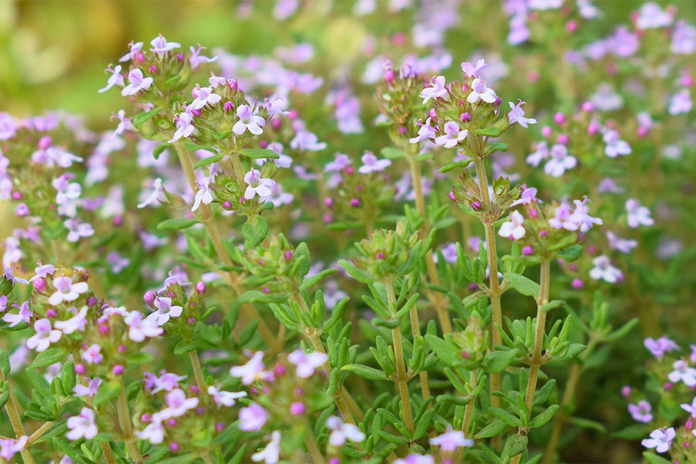 Thymian
