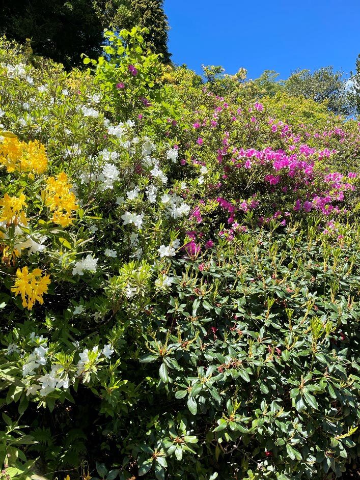 Rhododendron und Azaleen