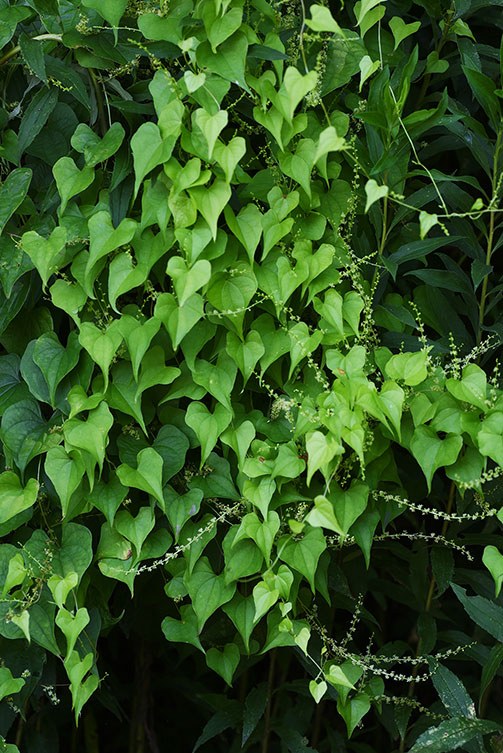 Dioscorea pflanze