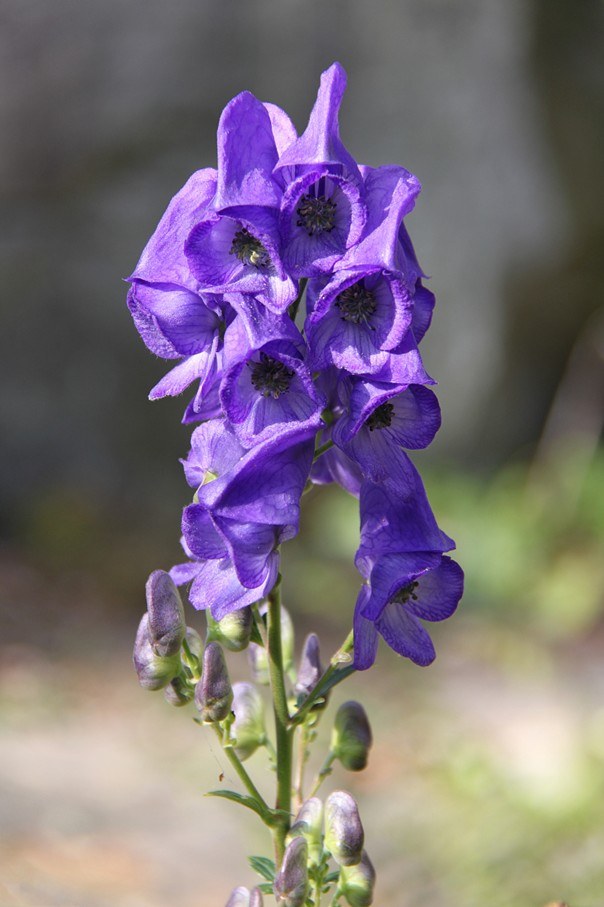 Aconitum carmichaeli