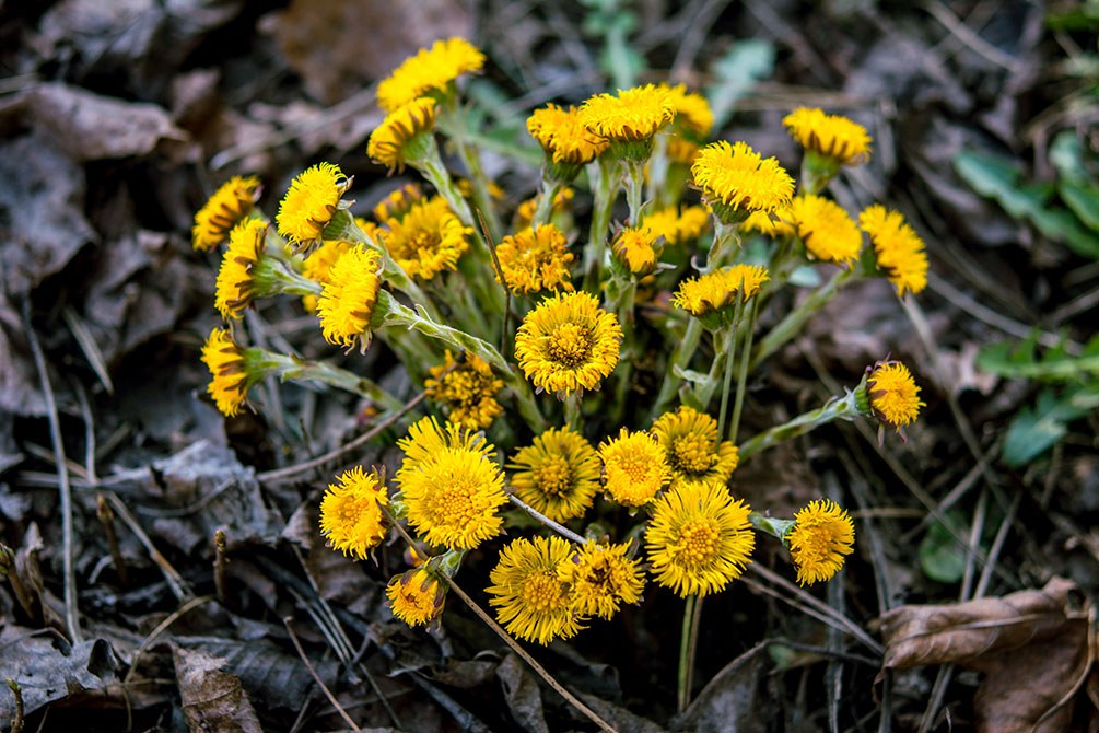 Huflattichblüten