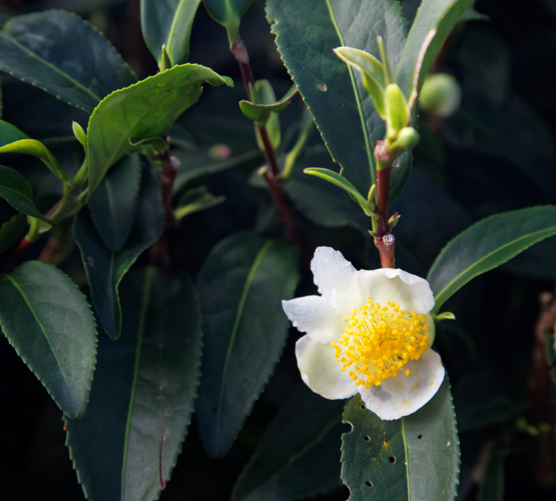 Tee Camellia sinensis