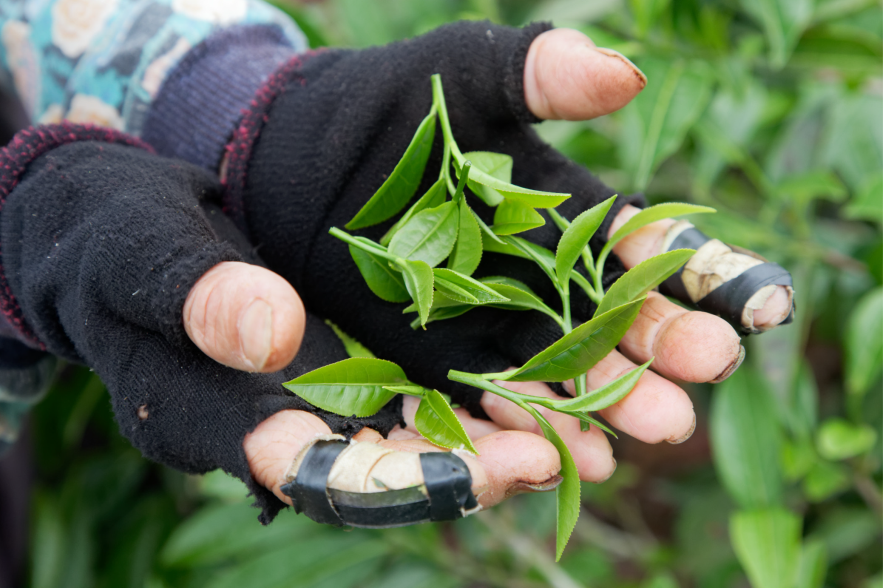 Teepflücken ist harte Arbeit