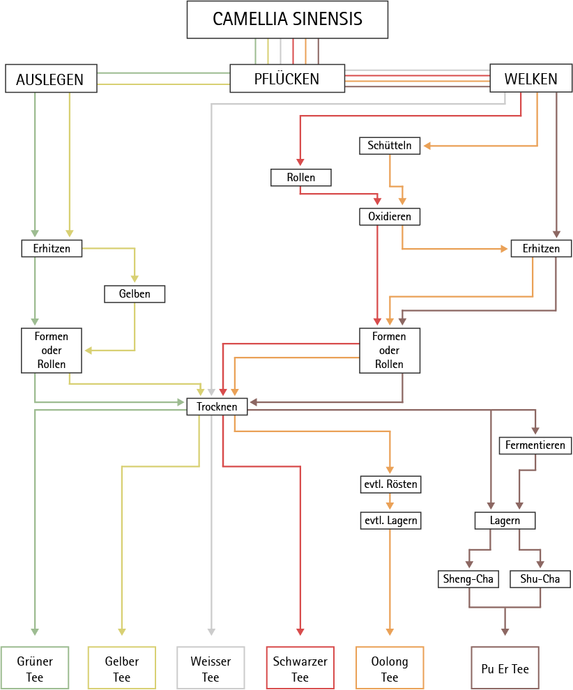 Grafik Camellia Sinensis