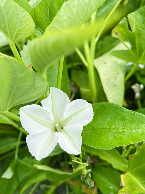 Wasserspinat